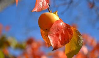 秋天的果园里有哪些水果都成熟了 秋天成熟的水果